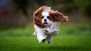Dog running frisbee photorealistic vogelsang - a frisbee free wallpaper