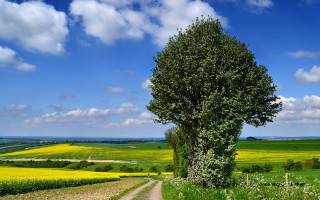 Tree dirt road yellow flowers - a dirt road in a field free wallpaper