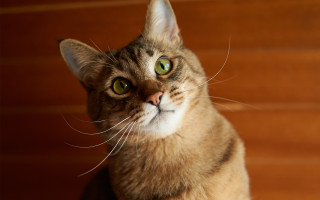 Cat green eyes looking up 7 - eye free wallpaper for desktop