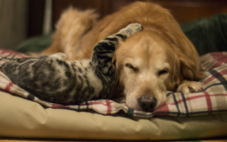 Cat dog sleeping blurry animals - a bed together free wallpaper