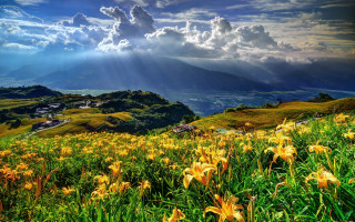 Flower field sunset mountains clouds - a field of flowers free wallpaper for desktop