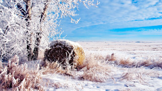 Snowy field tree hay bale - environmental art free wallpaper