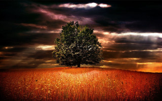 Lone tree field cloudy sky 30 - a lone tree in a field free wallpaper for desktop