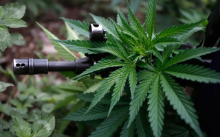 Plant bug leaf butterfly bamboo - a pipe free wallpaper