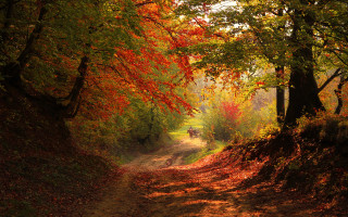 Dirt road autumn leaves forest 2 - the ground and a person free wallpaper