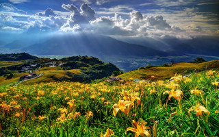 Flower field sunset mountains lake - a field of flowers free wallpaper for desktop