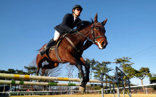 Horse jump field trees sky - full round face free wallpaper