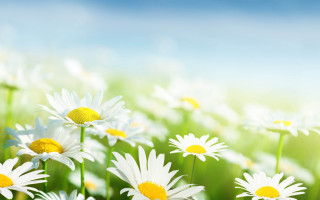 Daisy field flower background white - a field of daisies free wallpaper