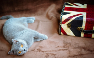 Cat suitcase britishflag bed artsandcrafts - british free wallpaper