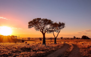 Dirt road tree sunset grass - a dirt road free wallpaper