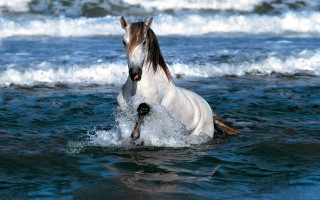 Horse wading ocean rope impressionist - a rope free wallpaper