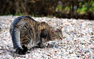 Cat rocks gravel sun blurry - a blurry background free wallpaper