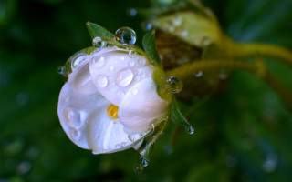 White flower water droplets macro 6 - petal free wallpaper