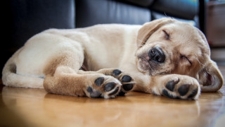 Dog sleeping shiba inu puzzle - his eye free wallpaper