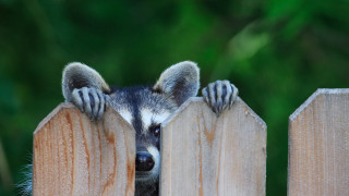 Raccoon peeking fence paws green - darrell riche free wallpaper