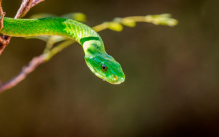 Green snake branch blurry leaves - a branch in a tree branch free wallpaper