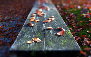 Bench leaves grass tree bokeh - a bench free wallpaper