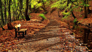Bench woods stream autumn leaves - the wood next free wallpaper