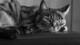Sad cat leather couch blackwhite - andor basch free wallpaper