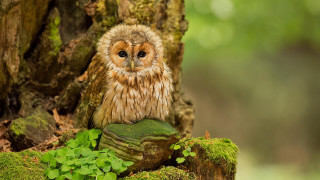 Small owl mossy rock forest - a green plant in the foreground free wallpaper