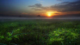 Field sunset fog trees grass - fog in the air free wallpaper