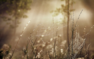 Dew web grass tree fence - dew free wallpaper
