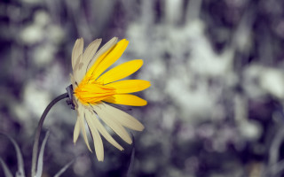 Yellow flower black stem bokeh - a blurry background of trees and bushes free wallpaper for desktop