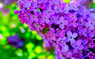 Bee purple flower garden macro 2 - the sunlight free wallpaper