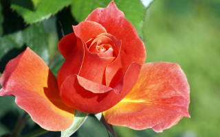 Red rose yellow center green - a yellow center free wallpaper