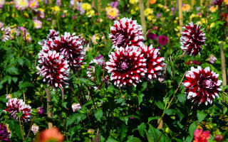 Flower field red white bush - the bottom free wallpaper