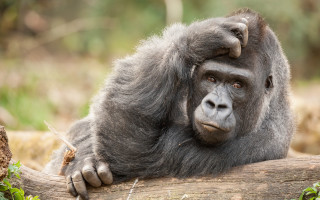 Gorilla sitting log forest sad - alex petruk ape free wallpaper