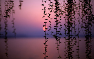 Sunset water plant leaves tranquil - arthur pan free wallpaper