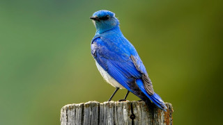 Blue bird on wooden post - a white head free wallpaper