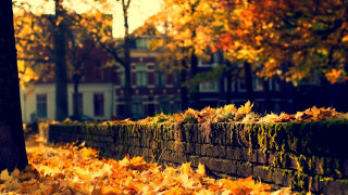 Brick wall leaves autumn building - orange leaf free wallpaper