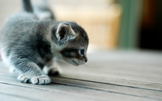 Small kitten playing toy floor - the floor of a house free wallpaper