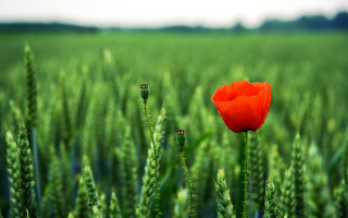 Red flower green wheat background - a sky in the background free wallpaper for desktop