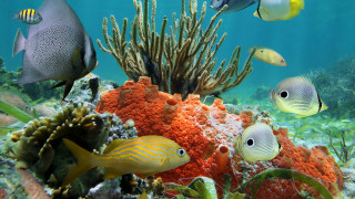 Fish coral reef underwater seaweed - underwater free wallpaper for desktop