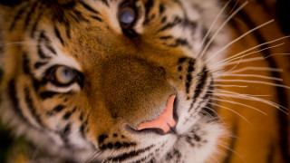 Tiger closeup macro animal photography - animal free wallpaper for desktop