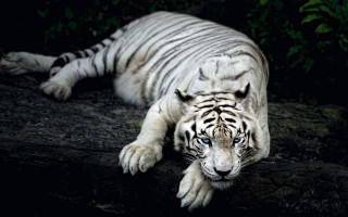 White tiger rock night closed - free cats wallpaper