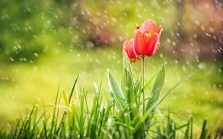 Red flower rainy green lawn - a green lawn free wallpaper