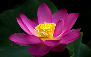 Pink flower yellow stamens lilies - a pond of water lilies free wallpaper