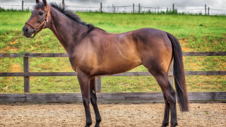 Horse dirt field fence green - a green field behind free wallpaper