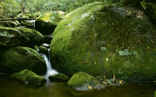 Forest stream mossy rocks green - mossy rock and trees free wallpaper