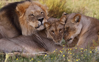 Lions laying down grass flower - two lion free wallpaper