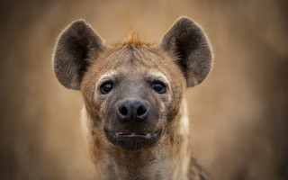 Hyena smiling camera brown background - its face and ears free wallpaper