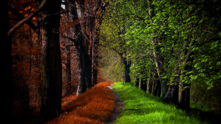 Woodland path green grass trees - side of it free wallpaper