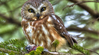 Small owl branch pine background - free animals wallpaper