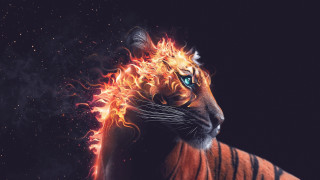 Tiger fire face starry background - a tiger free wallpaper for desktop