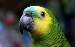 Parrot macro blurry background earth - a blurry background of trees and bushes free wallpaper for desktop