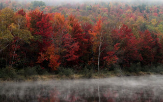 Foggy lake autumn trees mountains - a foggy lake free wallpaper